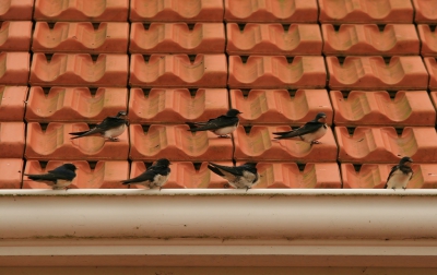 <i class='fa fa-user'></i>&nbsp;luutgroeneveld&nbsp;|   Boerenzwaluw&nbsp; <i class='fa fa-eye'>&nbsp;264</i> &nbsp; <i class='fa fa-comment-o'>&nbsp;7</i>