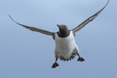 Tijdens mijn reis in mei naar Varanger wou ik op Hornya wel eens het AF systeem van mijn nieuwe D500 testen. Gezien het een aan- en afvliegen was van zeekoeten, ging ik de uitdaging aan om naar mij toevliegende vogels te fotograferen. Dit is n van de resultaten.
