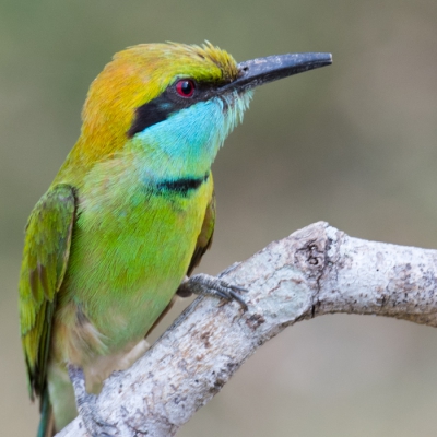 In de nationale parken in Sri Lanka komt de kleine groene bijeneter veel voor. Over het algemeen zijn ze totaal niet schuw. Deze opname is vanuit de auto op relatief korte afstand gemaakt. Opvallend is de afgesleten snavel, ik denk door het uitgraven van een nest in vrij harde grond.