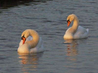 Een paartje zwanen in de wetering nabij oene met een erg mooie ondergaande zon