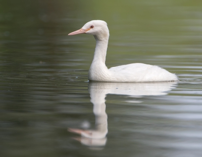 <i class='fa fa-user'></i>&nbsp;Alfred Berkhof&nbsp;|   Fuut&nbsp; <i class='fa fa-eye'>&nbsp;496</i> &nbsp;<i class='fa fa-thumbs-up'>&nbsp;10</i> &nbsp; <i class='fa fa-comment-o'>&nbsp;13</i>