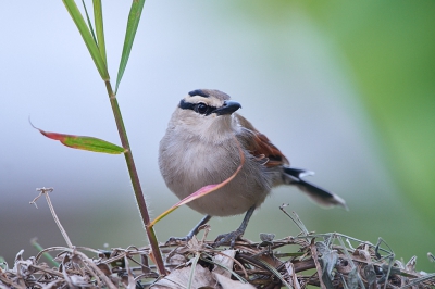 <i class='fa fa-user'></i>&nbsp;peter wijn&nbsp;|   Bruinkoptsjagra&nbsp; <i class='fa fa-eye'>&nbsp;355</i> &nbsp;<i class='fa fa-thumbs-up'>&nbsp;3</i> &nbsp; <i class='fa fa-comment-o'>&nbsp;11</i>
