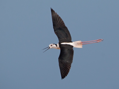 <i class='fa fa-user'></i>&nbsp;Bert Snijder&nbsp;|   Steltkluut&nbsp; <i class='fa fa-eye'>&nbsp;398</i> &nbsp;<i class='fa fa-thumbs-up'>&nbsp;1</i> &nbsp; <i class='fa fa-comment-o'>&nbsp;7</i>