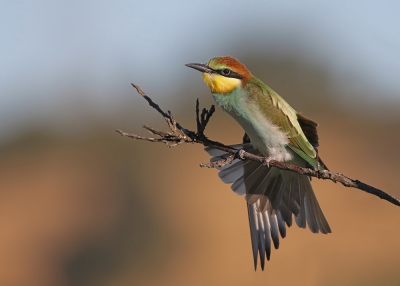 <i class='fa fa-user'></i>&nbsp;thijsglastra&nbsp;|   Bijeneter&nbsp; <i class='fa fa-eye'>&nbsp;516</i> &nbsp;<i class='fa fa-thumbs-up'>&nbsp;5</i> &nbsp; <i class='fa fa-comment-o'>&nbsp;19</i>