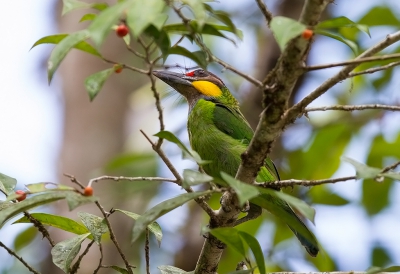 <i class='fa fa-user'></i>&nbsp;charlysax&nbsp;|   Geelwangbaardvogel&nbsp; <i class='fa fa-eye'>&nbsp;186</i> &nbsp; <i class='fa fa-comment-o'>&nbsp;6</i>