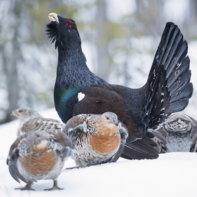 <i class='fa fa-user'></i>&nbsp;Floris Smeets&nbsp;|   Auerhoen&nbsp; <i class='fa fa-eye'>&nbsp;673</i> &nbsp;<i class='fa fa-thumbs-up'>&nbsp;16</i> &nbsp; <i class='fa fa-comment-o'>&nbsp;18</i>