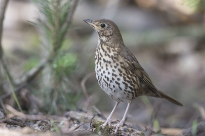 <i class='fa fa-user'></i>&nbsp;Ties Niehof&nbsp;|   Zanglijster&nbsp; <i class='fa fa-eye'>&nbsp;222</i> &nbsp; <i class='fa fa-comment-o'>&nbsp;2</i>