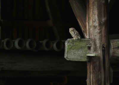 <i class='fa fa-user'></i>&nbsp;kruisje2000&nbsp;|   Steenuil&nbsp; <i class='fa fa-eye'>&nbsp;433</i> &nbsp;<i class='fa fa-thumbs-up'>&nbsp;1</i> &nbsp; <i class='fa fa-comment-o'>&nbsp;7</i>