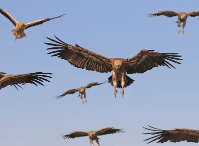 <i class='fa fa-user'></i>&nbsp;thijsglastra&nbsp;|   Vale Gier&nbsp; <i class='fa fa-eye'>&nbsp;647</i> &nbsp;<i class='fa fa-thumbs-up'>&nbsp;9</i> &nbsp; <i class='fa fa-comment-o'>&nbsp;12</i>