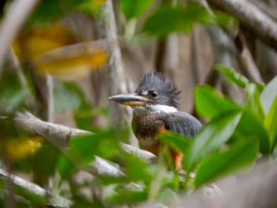 <i class='fa fa-user'></i>&nbsp;JHR&nbsp;|   Amerikaanse Reuzenijsvogel&nbsp; <i class='fa fa-eye'>&nbsp;283</i> &nbsp; <i class='fa fa-comment-o'>&nbsp;3</i>