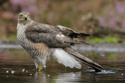 Vaak zit ik er voor spek en bonen bij met m'n 70-200 mm lens maar als er dan een sperwer vlak voor de hut gaat zitten, dan kan ik ook mee doen. Hierbij mijn bijdrage met de mooie heidekleuren in de achtergrond.