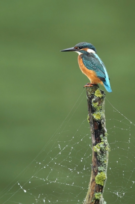 <i class='fa fa-user'></i>&nbsp;Frank Kremer&nbsp;|   IJsvogel&nbsp; <i class='fa fa-eye'>&nbsp;612</i> &nbsp;<i class='fa fa-thumbs-up'>&nbsp;4</i> &nbsp; <i class='fa fa-comment-o'>&nbsp;10</i>