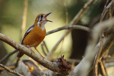 <i class='fa fa-user'></i>&nbsp;Martjan Lammertink&nbsp;|   Damalijster&nbsp; <i class='fa fa-eye'>&nbsp;284</i> &nbsp;<i class='fa fa-thumbs-up'>&nbsp;3</i> &nbsp; <i class='fa fa-comment-o'>&nbsp;4</i>