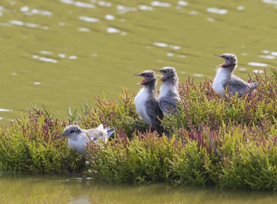 <i class='fa fa-user'></i>&nbsp;dreupiet&nbsp;|   Visdief&nbsp; <i class='fa fa-eye'>&nbsp;425</i> &nbsp;<i class='fa fa-thumbs-up'>&nbsp;1</i> &nbsp; <i class='fa fa-comment-o'>&nbsp;13</i>