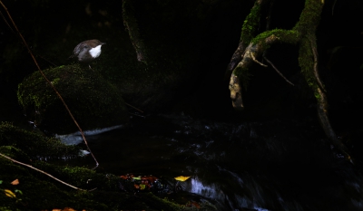 <i class='fa fa-user'></i>&nbsp;thijsglastra&nbsp;|   Waterspreeuw&nbsp; <i class='fa fa-eye'>&nbsp;529</i> &nbsp;<i class='fa fa-thumbs-up'>&nbsp;5</i> &nbsp; <i class='fa fa-comment-o'>&nbsp;16</i>