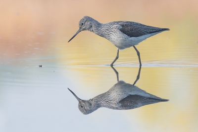 <i class='fa fa-user'></i>&nbsp;Sailbird&nbsp;|   Groenpootruiter&nbsp; <i class='fa fa-eye'>&nbsp;627</i> &nbsp;<i class='fa fa-thumbs-up'>&nbsp;17</i> &nbsp; <i class='fa fa-comment-o'>&nbsp;18</i>