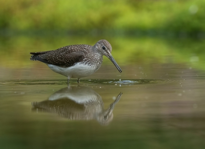 <i class='fa fa-user'></i>&nbsp;Jurgen Maassen&nbsp;|   Witgat&nbsp; <i class='fa fa-eye'>&nbsp;413</i> &nbsp;<i class='fa fa-thumbs-up'>&nbsp;5</i> &nbsp; <i class='fa fa-comment-o'>&nbsp;9</i>