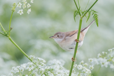 <i class='fa fa-user'></i>&nbsp;vogeljan&nbsp;|   Grasmus&nbsp; <i class='fa fa-eye'>&nbsp;399</i> &nbsp;<i class='fa fa-thumbs-up'>&nbsp;3</i> &nbsp; <i class='fa fa-comment-o'>&nbsp;15</i>