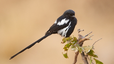 <i class='fa fa-user'></i>&nbsp;peter wijn&nbsp;|   Eksterklauwier&nbsp; <i class='fa fa-eye'>&nbsp;469</i> &nbsp;<i class='fa fa-thumbs-up'>&nbsp;6</i> &nbsp; <i class='fa fa-comment-o'>&nbsp;11</i>