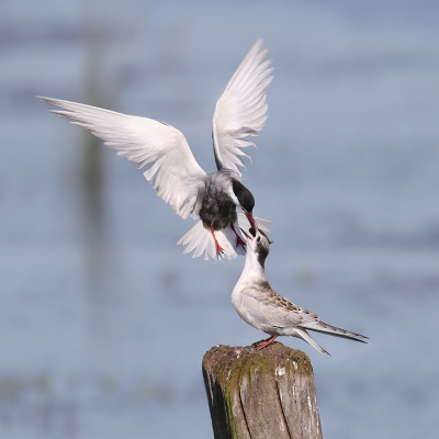 <i class='fa fa-user'></i>&nbsp;thijsglastra&nbsp;|   Witwangstern&nbsp; <i class='fa fa-eye'>&nbsp;404</i> &nbsp;<i class='fa fa-thumbs-up'>&nbsp;2</i> &nbsp; <i class='fa fa-comment-o'>&nbsp;9</i>