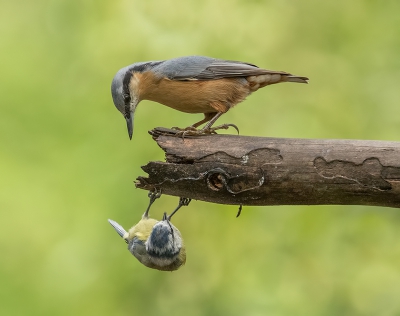 Ik zag een pimpelmeesje de hele tijd aan een en dezelfde tak wat turnoefeningen uitoefenen.

De boomklever was nieuwsgierig en kwam een kijkje nemen naar de acrobatische hoogstandjes van het pimpeltje.

Dat leverde (naar mijn mening) een leuke foto op.

Vanuit schuilhut, op statief.