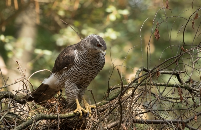 <i class='fa fa-user'></i>&nbsp;Kees Kroon&nbsp;|   Havik&nbsp; <i class='fa fa-eye'>&nbsp;480</i> &nbsp;<i class='fa fa-thumbs-up'>&nbsp;4</i> &nbsp; <i class='fa fa-comment-o'>&nbsp;8</i>