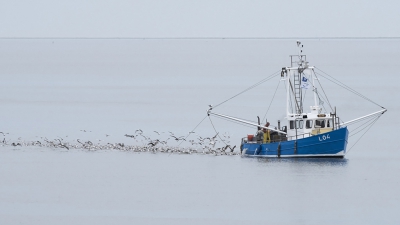 <i class='fa fa-user'></i>&nbsp;Bert Ooms&nbsp;|   Zilvermeeuw&nbsp; <i class='fa fa-eye'>&nbsp;300</i> &nbsp;<i class='fa fa-thumbs-up'>&nbsp;7</i> &nbsp; <i class='fa fa-comment-o'>&nbsp;10</i>