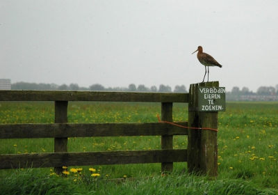 Dit is een foto nog van vorig jaar. Deze grutto maakte een duidelijk statement.
1/250 bij f/4.5 70mm