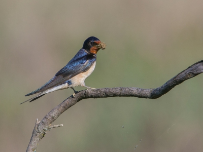 Niet ver van een plasje waar nestmateriaal werd verzameld had deze vogel de fijne gewoonte aangenomen om even op deze tak te landen alvorens door te vliegen naar...???. Geen idee.
Toch maar even gebruik van gemaakt.