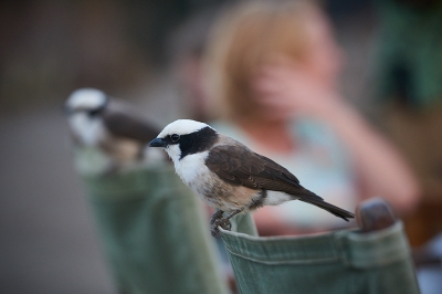 <i class='fa fa-user'></i>&nbsp;peter wijn&nbsp;|   R�ppells Witkruinklauwier&nbsp; <i class='fa fa-eye'>&nbsp;375</i> &nbsp;<i class='fa fa-thumbs-up'>&nbsp;8</i> &nbsp; <i class='fa fa-comment-o'>&nbsp;12</i>