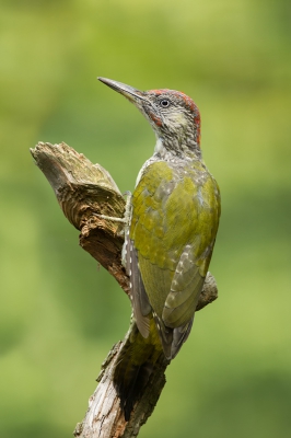 <i class='fa fa-user'></i>&nbsp;Almanbrother&nbsp;|   Groene Specht&nbsp; <i class='fa fa-eye'>&nbsp;676</i> &nbsp;<i class='fa fa-thumbs-up'>&nbsp;5</i> &nbsp; <i class='fa fa-comment-o'>&nbsp;14</i>