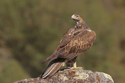 <i class='fa fa-user'></i>&nbsp;thijsglastra&nbsp;|   Havikarend&nbsp; <i class='fa fa-eye'>&nbsp;600</i> &nbsp;<i class='fa fa-thumbs-up'>&nbsp;6</i> &nbsp; <i class='fa fa-comment-o'>&nbsp;16</i>