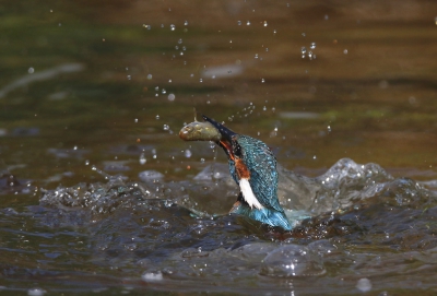 <i class='fa fa-user'></i>&nbsp;Gejo Wassink&nbsp;|   IJsvogel&nbsp; <i class='fa fa-eye'>&nbsp;438</i> &nbsp; <i class='fa fa-comment-o'>&nbsp;6</i>