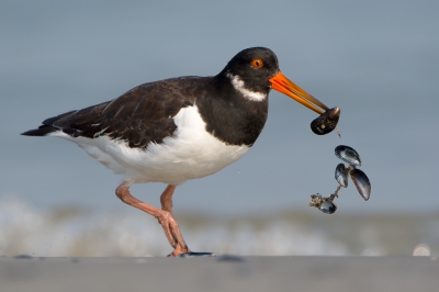 <i class='fa fa-user'></i>&nbsp;Hans Overduin&nbsp;|   Scholekster&nbsp; <i class='fa fa-eye'>&nbsp;838</i> &nbsp;<i class='fa fa-thumbs-up'>&nbsp;24</i> &nbsp; <i class='fa fa-comment-o'>&nbsp;15</i>