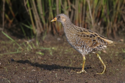 <i class='fa fa-user'></i>&nbsp;thijsglastra&nbsp;|   Porseleinhoen&nbsp; <i class='fa fa-eye'>&nbsp;404</i> &nbsp;<i class='fa fa-thumbs-up'>&nbsp;2</i> &nbsp; <i class='fa fa-comment-o'>&nbsp;8</i>