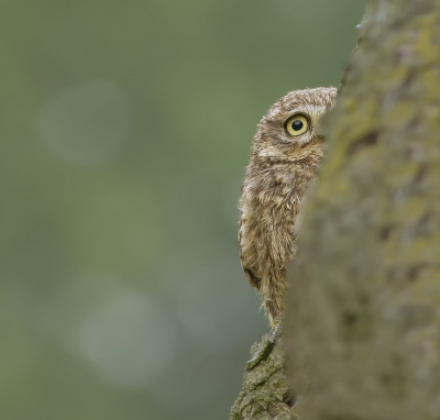 <i class='fa fa-user'></i>&nbsp;Marie-Jos� Boon&nbsp;|   Steenuil&nbsp; <i class='fa fa-eye'>&nbsp;315</i> &nbsp;<i class='fa fa-thumbs-up'>&nbsp;1</i> &nbsp; <i class='fa fa-comment-o'>&nbsp;14</i>