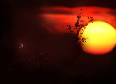 <i class='fa fa-user'></i>&nbsp;thijsglastra&nbsp;|   Grijze Wouw&nbsp; <i class='fa fa-eye'>&nbsp;942</i> &nbsp;<i class='fa fa-thumbs-up'>&nbsp;25</i> &nbsp; <i class='fa fa-comment-o'>&nbsp;24</i>