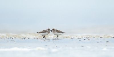 Ik had beloofd weer regelmatig foto's te plaatsen... dan moet het ook doen natuurlijk...
Drieteenlopers in zomerkleed, zoooo mooi!