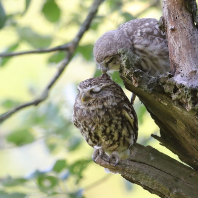 <i class='fa fa-user'></i>&nbsp;loek van de Leur&nbsp;|   Steenuil&nbsp; <i class='fa fa-eye'>&nbsp;443</i> &nbsp;<i class='fa fa-thumbs-up'>&nbsp;4</i> &nbsp; <i class='fa fa-comment-o'>&nbsp;10</i>