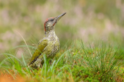 <i class='fa fa-user'></i>&nbsp;Almanbrother&nbsp;|   Groene Specht&nbsp; <i class='fa fa-eye'>&nbsp;355</i> &nbsp;<i class='fa fa-thumbs-up'>&nbsp;5</i> &nbsp; <i class='fa fa-comment-o'>&nbsp;7</i>