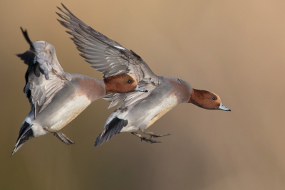 <i class='fa fa-user'></i>&nbsp;Edward van Altena&nbsp;|   Smient&nbsp; <i class='fa fa-eye'>&nbsp;698</i> &nbsp;<i class='fa fa-thumbs-up'>&nbsp;6</i> &nbsp; <i class='fa fa-comment-o'>&nbsp;14</i>