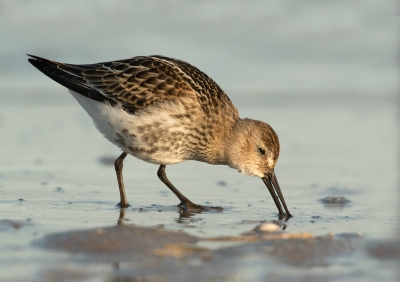 <i class='fa fa-user'></i>&nbsp;Kees Kroon&nbsp;|   Bonte Strandloper&nbsp; <i class='fa fa-eye'>&nbsp;370</i> &nbsp;<i class='fa fa-thumbs-up'>&nbsp;3</i> &nbsp; <i class='fa fa-comment-o'>&nbsp;8</i>