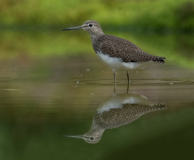 <i class='fa fa-user'></i>&nbsp;Jurgen Maassen&nbsp;|   Witgat&nbsp; <i class='fa fa-eye'>&nbsp;528</i> &nbsp;<i class='fa fa-thumbs-up'>&nbsp;7</i> &nbsp; <i class='fa fa-comment-o'>&nbsp;17</i>