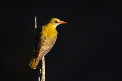 <i class='fa fa-user'></i>&nbsp;thijsglastra&nbsp;|   Wielewaal&nbsp; <i class='fa fa-eye'>&nbsp;685</i> &nbsp;<i class='fa fa-thumbs-up'>&nbsp;3</i> &nbsp; <i class='fa fa-comment-o'>&nbsp;14</i>