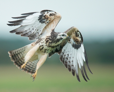 <i class='fa fa-user'></i>&nbsp;Wilfried Solarz&nbsp;|   Buizerd&nbsp; <i class='fa fa-eye'>&nbsp;605</i> &nbsp;<i class='fa fa-thumbs-up'>&nbsp;8</i> &nbsp; <i class='fa fa-comment-o'>&nbsp;16</i>