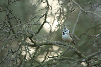 <i class='fa fa-user'></i>&nbsp;Frank Kremer&nbsp;|   Kuifmees&nbsp; <i class='fa fa-eye'>&nbsp;631</i> &nbsp;<i class='fa fa-thumbs-up'>&nbsp;4</i> &nbsp; <i class='fa fa-comment-o'>&nbsp;11</i>