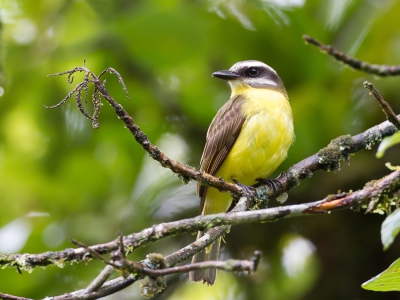 <i class='fa fa-user'></i>&nbsp;Paul van Giersbergen&nbsp;|   Goudbuiktiran&nbsp; <i class='fa fa-eye'>&nbsp;230</i> &nbsp; <i class='fa fa-comment-o'>&nbsp;3</i>