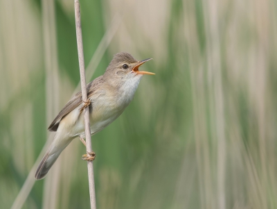 <i class='fa fa-user'></i>&nbsp;vogeljan&nbsp;|   Bosrietzanger&nbsp; <i class='fa fa-eye'>&nbsp;309</i> &nbsp;<i class='fa fa-thumbs-up'>&nbsp;4</i> &nbsp; <i class='fa fa-comment-o'>&nbsp;7</i>