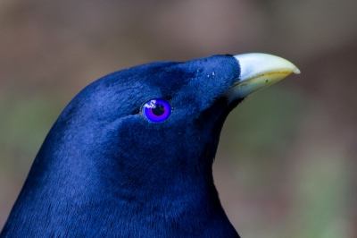 Dit is een mannetje Satin Bowerbird. Mooi he? Vooral dat oog vind ik erg gaaf.