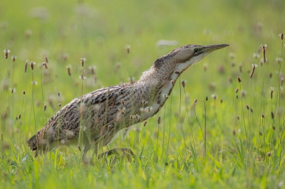 Soms moet je gewoon mazzel hebben. 
Toen ik even aan het rondfietsen was zag ik deze roerdomp door het gras schuiven. Normaal gesproken zie je ze niet maar in een grasveldje valt het wel mee.